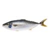 Kingfish heel 2-3 kg Zeeland ASC