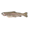 Rode Forel heel, 300-400 gr