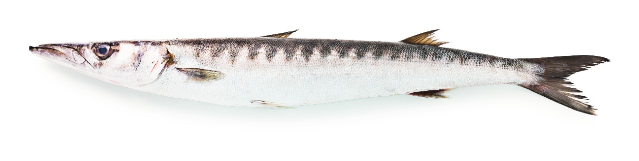 Barracuda heel, 2-4 Kg, Rungis