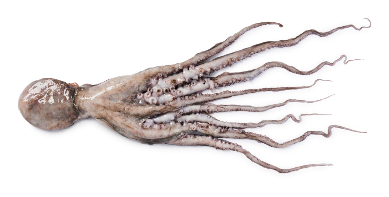 Octopus groot heel, 1-2 kilo
