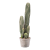 Cactus san pedro in grijze pot 57 cm