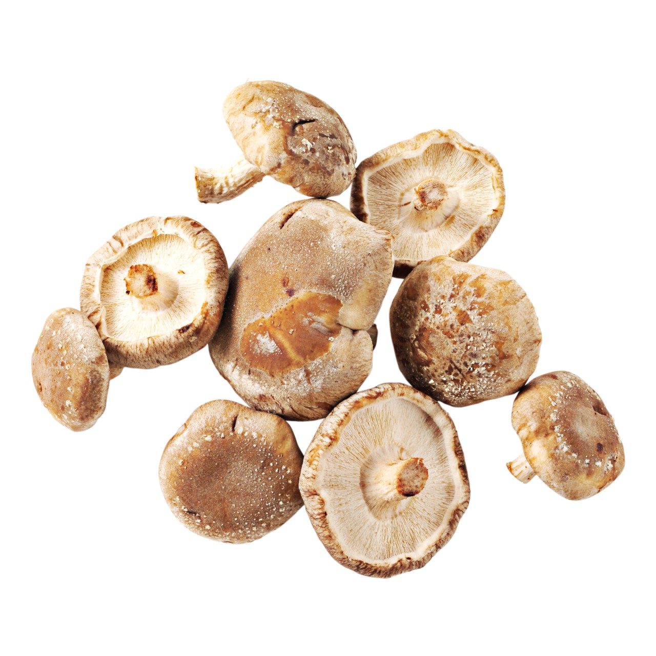 Shiitake paddenstoel
