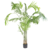 Anemone plant 170cm