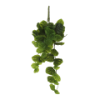 Perperomia hangend groen