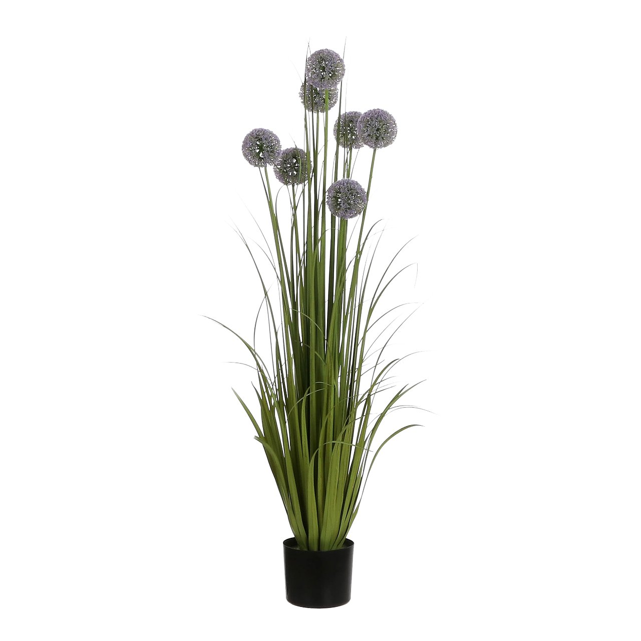 Allium in pot 122x60cm, paars