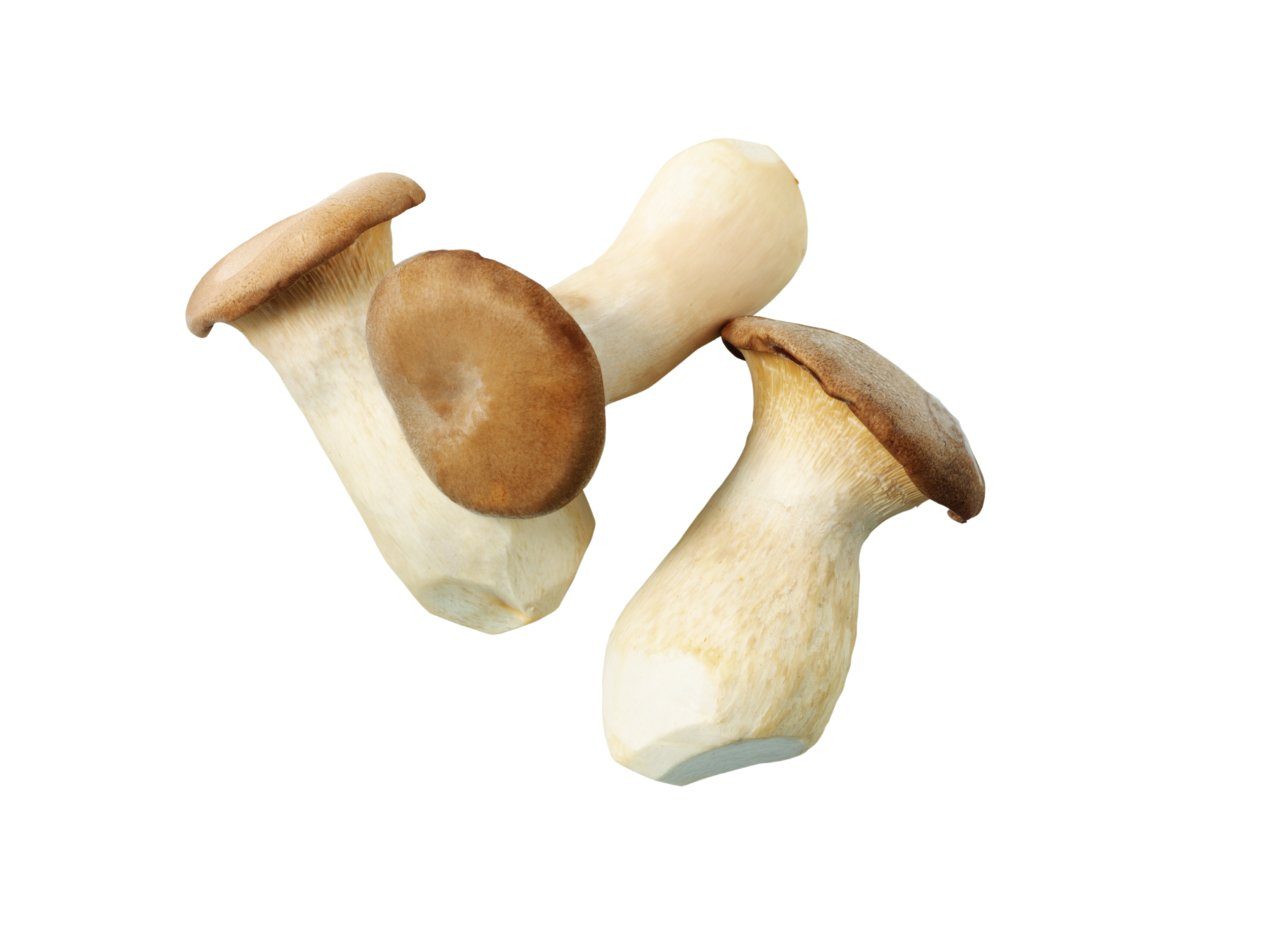 Eryngii paddenstoel