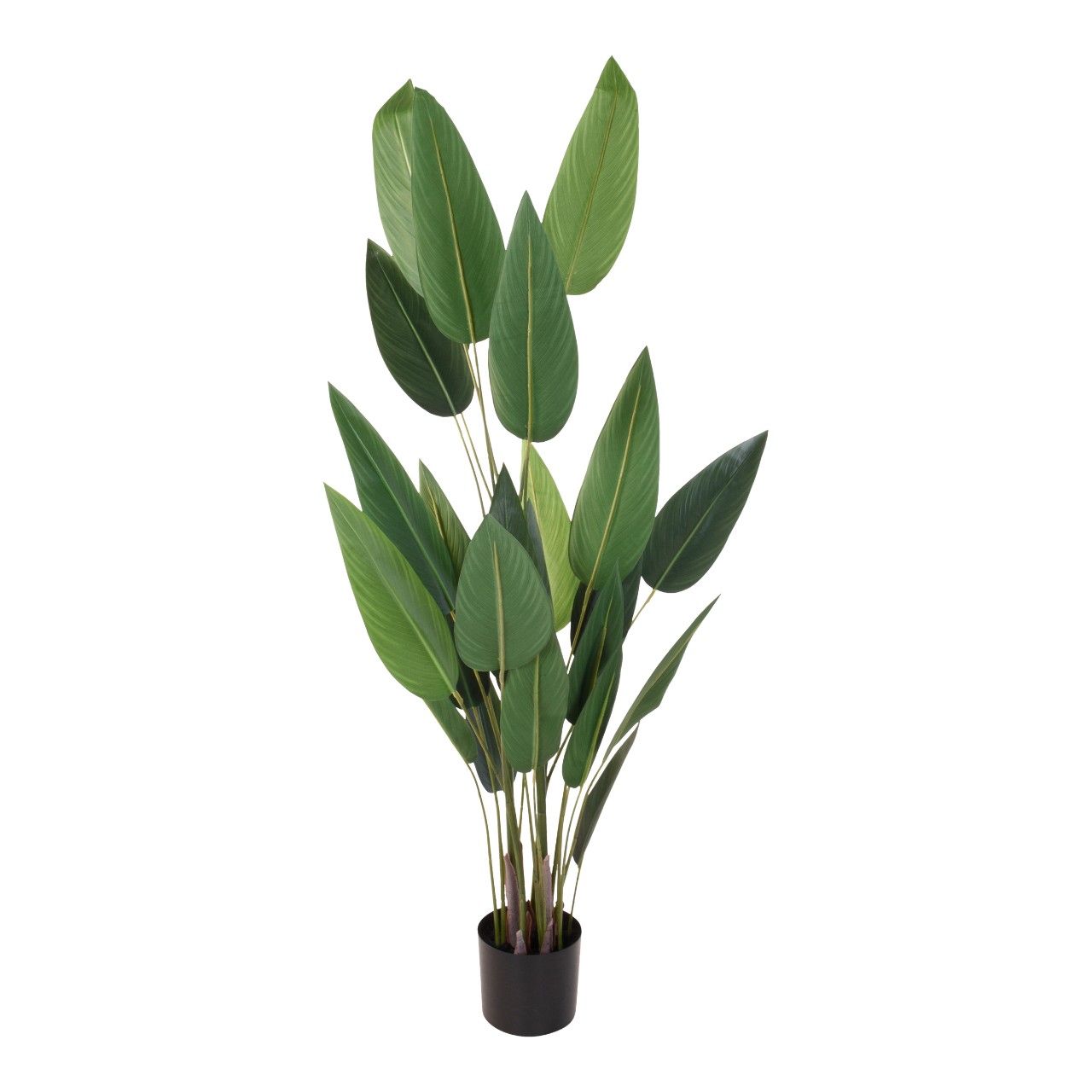 Plant in pot 175 cm